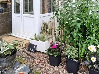 a group of potted plants in front of a door at Swan Cottage in Carrog