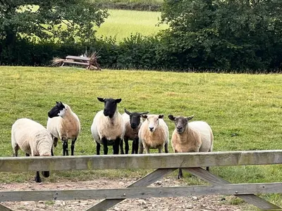 a group of sheep standing next to a fence at Cilgwyn Manor in Myddfai