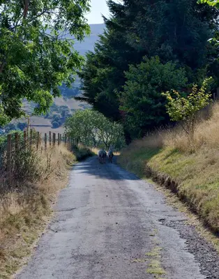 a couple of animals walking down a dirt road at Mountain View Farm Cottage in Crickhowell