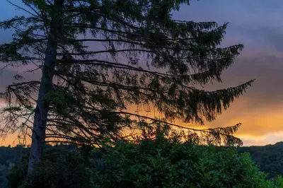 a pine tree with the sunset in the background at Cedar Lodge in Hay-on-Wye