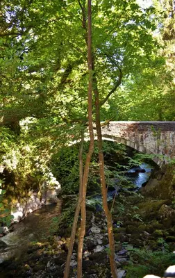 a bridge over a river with trees and a creek at The Firecat Country House Guesthouse in Mallwyd