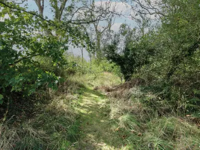 a dirt trail through a field with trees at Llainorfa in New Quay