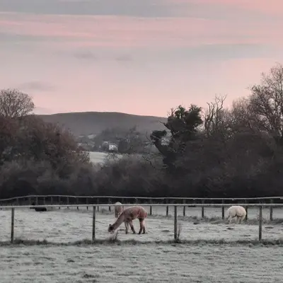 three horses grazing in a snow covered field at Alpaca cabin-mountain view-hot tub-rural retreat in Llanbrynmair