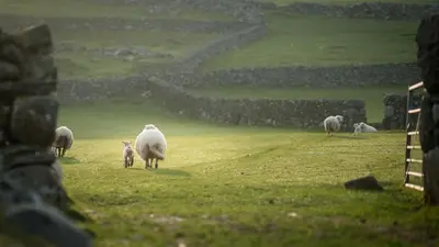 a herd of sheep grazing in a field at Cefn-Isaf in Llanbedr