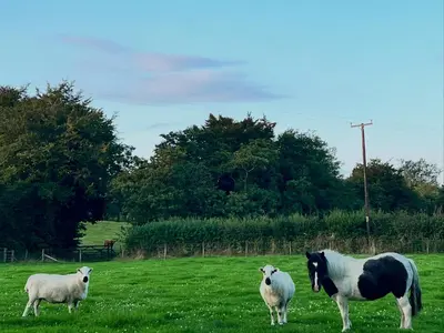 a group of sheep and a horse in a field at Dwrgi in Llanybydder