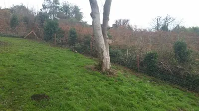 a tree in a field next to a fence at High Mead - family house with spectacular views in Aberdyfi
