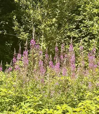 a field of purple flowers with trees in the background at Charming 2 bedroom cottage in Brecon - families and pets welcome! in Brecon