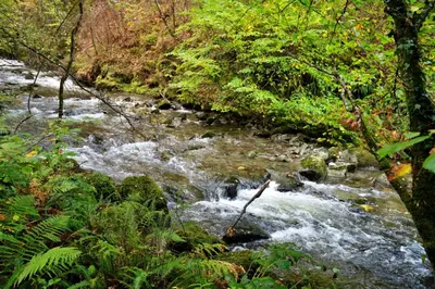 a stream in the middle of a forest at Finest Retreats - Pandy Mongolian Yurt in Dolgellau