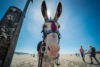 a horse with ears up on the beach at Hafan-Glan-Mor in Barmouth