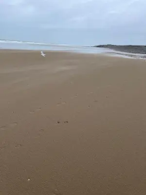 a beach with footprints in the sand and the ocean at Lyons Sunnysands - Sandy Cove 50 in Llanddwywe