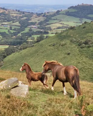 two horses standing on top of a grassy hill at The Hayloft at Cwmffrwd Farm in Cathedine