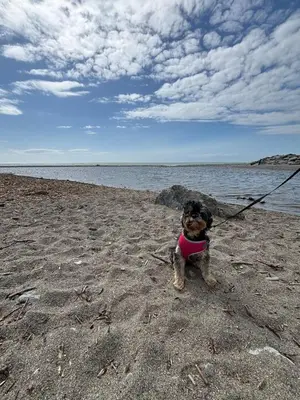 a dog on a leash on the beach at Welsh Seaview Stay 3 bed caravan by pool, club and beach in Aberystwyth