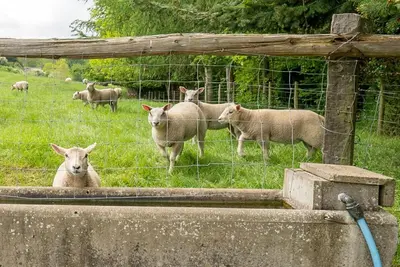 a group of sheep in a field behind a fence at Llety-Hiraeth in Montgomery