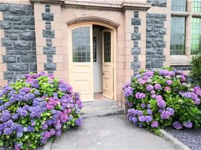 two large purple flowers in front of a door at Capel Pennal in Pennal