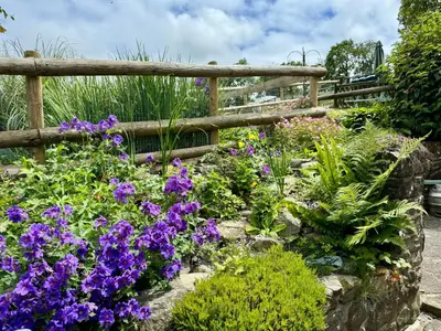 a garden with purple flowers and a wooden fence at Old Farmhouse Cottage in New Quay