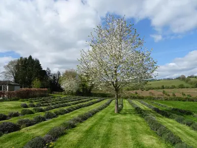 a tree in the middle of a maze of hedges at Willey Lane Farm in Lingen