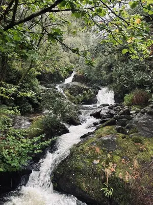 a stream in the middle of a forest with trees at The Woodlands Caravan in Bryn-glâs Station