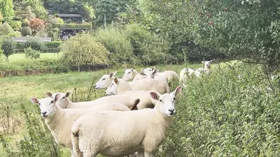 a herd of sheep standing in a field at Abbey Cottages- Red Kite Lodge in Talley