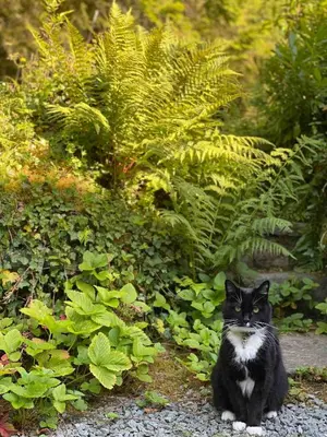 a black and white cat sitting in a garden at Pont Wrysgen Cottage 'the gateway to Snowdonia' in Mallwyd