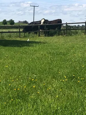 two cows standing in a field next to a fence at 5 bedroom Barn, Ludlow in Caynham