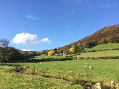 a herd of sheep grazing in a green field at Tanat Valley Farmhouse in Hirnant