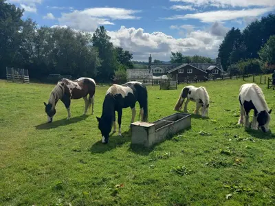 a group of horses eating grass in a field at Bryn Y Garreg Cottage - The Wireless Tech Free Farm in Llangadfan