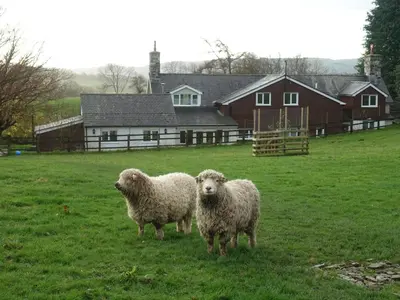 two sheep standing in a field in front of a house at Bryn Y Garreg Cottage - The Wireless Tech Free Farm in Llangadfan
