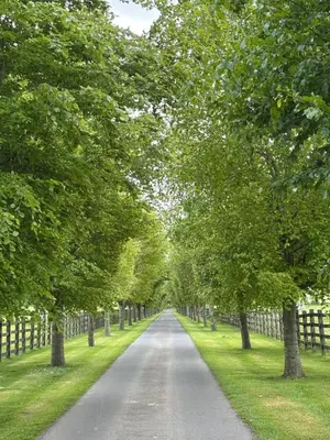 a long tree lined road with a fence at Cosy Cottage with Log Fire Near Hay-on-Wye in Almeley