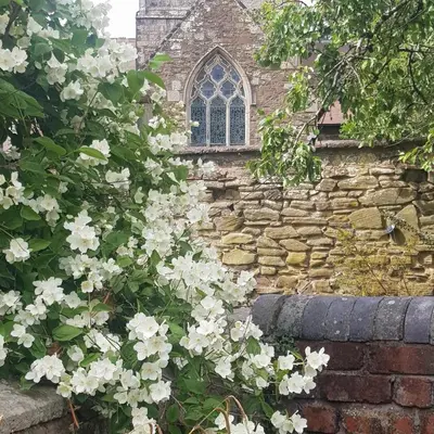 a stone wall with white flowers in front of a window at Victoria House in Church Stretton