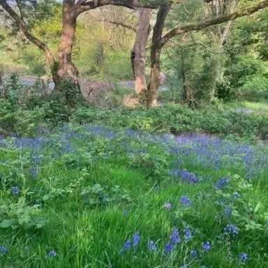 a field of blue flowers in the grass at Canad Adar - Song of the Birds - Teifi Valley in Llanwenog