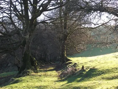 a group of trees in a field with grass at Swallow Barn in Llanwrtyd Wells