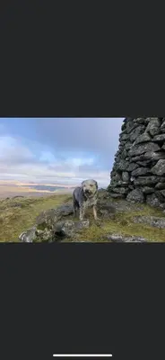 a dog standing on top of a stone wall at Bronfelin & Troed-y-Rhiw Holiday Cottage in Llanwrtyd Wells