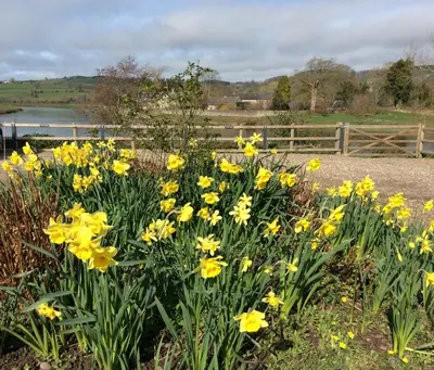 a bunch of yellow flowers in front of a fence at Aberllynfi Riverside Guest House in Glasbury
