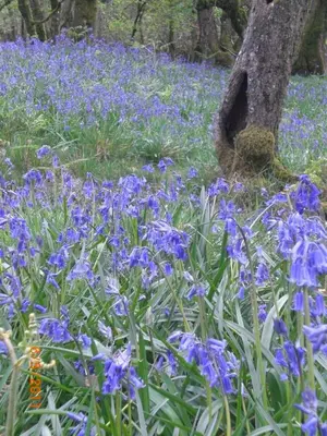 a field of blue flowers in front of a tree at Cerdyn Villa in Llanwrtyd Wells