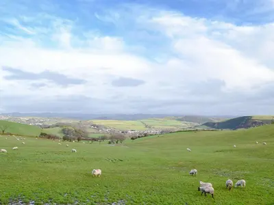 a herd of sheep grazing in a green field at 4 Pengraig Draw in Llanychaiarn