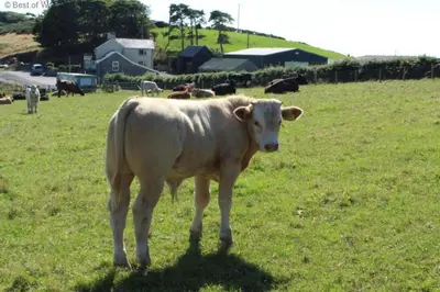 a white cow standing in a field of grass at 3 Bed in Aberystwyth oc-76692 in Llanilar