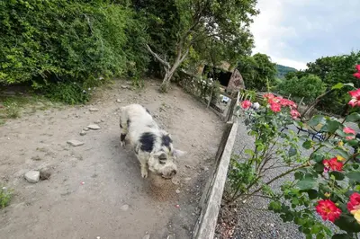 a cow standing in the dirt in a garden at 2 Bed in Welshpool oc-75703 in Meifod