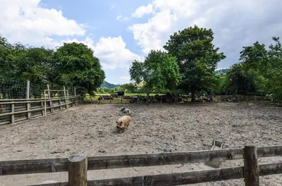 a couple of animals standing in a dirt field at 2 Bed in Welshpool oc-75703 in Meifod