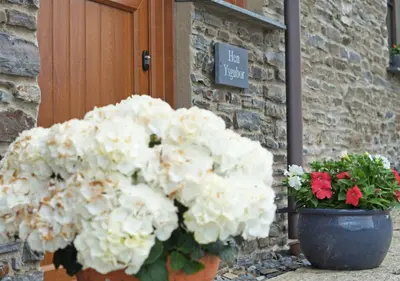 a bunch of white flowers in front of a door at Hen Ysgubor in Lampeter