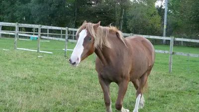 a brown and white horse standing in a field at Ty Clyd in Cross Inn
