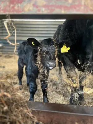 a baby cow standing next to its mother at Berwyn Shepherds Hut in Wrexham