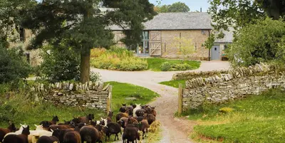 a herd of sheep walking down a dirt road at Drovers Rest Farm Stay in Hay-on-Wye