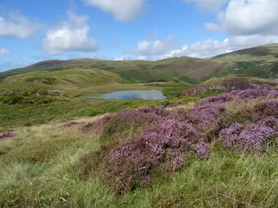 a tarn in the hills with purple flowers at Awel y Mor in Aberdyfi