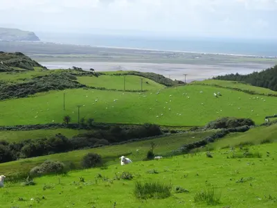 a herd of sheep grazing on a green field at Awel y Mor in Aberdyfi