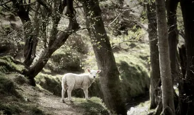 a sheep standing on a trail in the woods at Penrhosmawr in Machynlleth