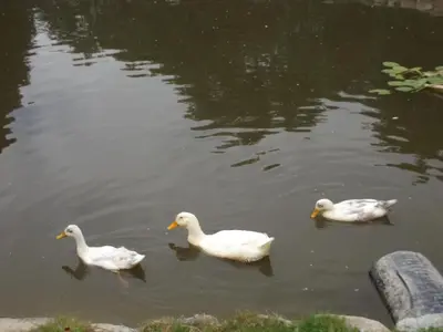 three ducks swimming in a body of water at Bryn Cottage in Llandderfel