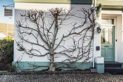 a painting of a tree on the side of a house at Llety Brynawel Guest House in Pennal