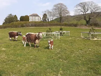 a group of cows and calves standing in a field at Tyllwyd Farmhouse in Capel Bangor