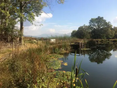 a view of a pond with trees and water weeds at Snowdonia Snug - Studio Style Accommodation in Dolgellau