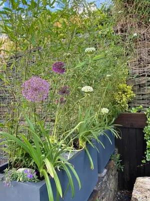 a garden with purple flowers in a blue planter at Snowdonia Snug - Studio Style Accommodation in Dolgellau